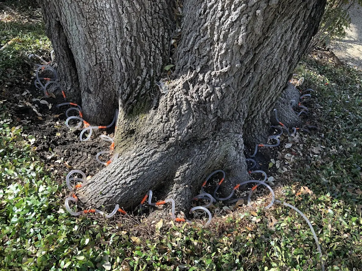 Detailed Shrub and Hedge Trimming job site in Forest Lake